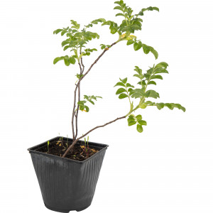 82595269 Шиповник морщинистый «Рубра» 15x40 см