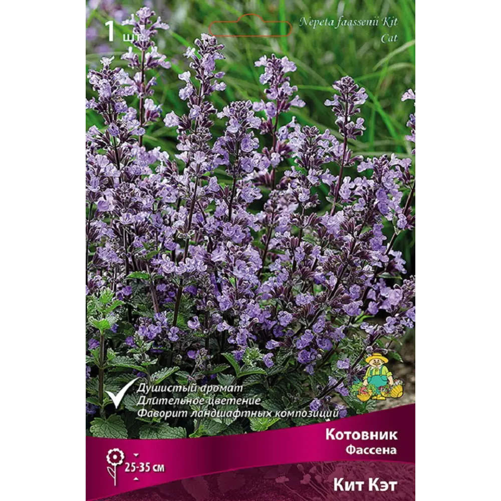 Котовник Кит Кэт - многолетнее цветущее растение с синими соцветиями 89433483 ПОИСК STLM-1584784 - Вид №1