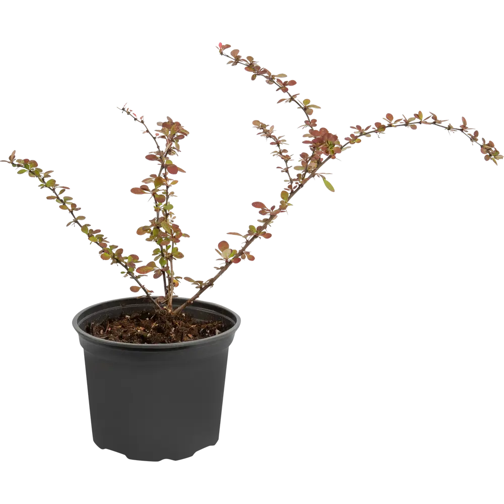 Барбарис Тунберга Харлеквин Santreyd - пестролистный кустарник с красной листвой 85325455 STLM-0061594 - Вид №1