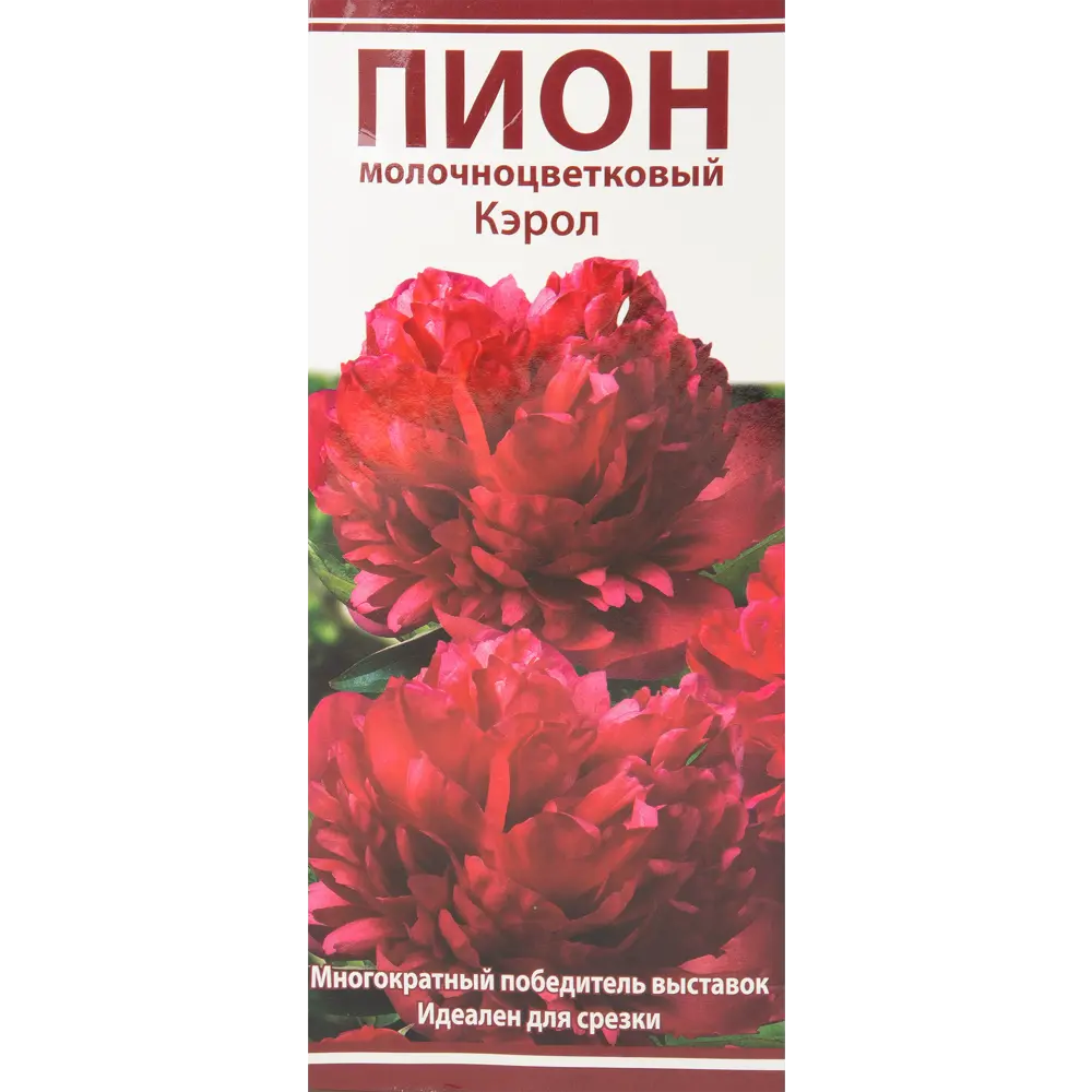 Пион молочноцветковый Кэрол разбор 2-3 88294985 STLM-2044934 Santreyd 