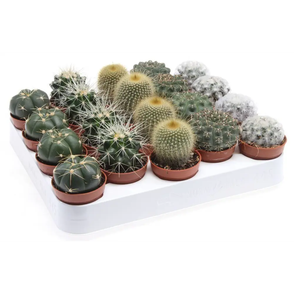 Santreyd Кактус Грузони — шаровидный суккулент для интерьера 82877372 STLM-1347974