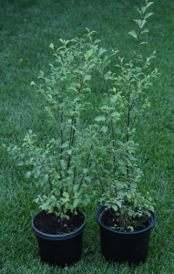 Спирея Ван-Гутта - цветущий кустарник для сада 84815585