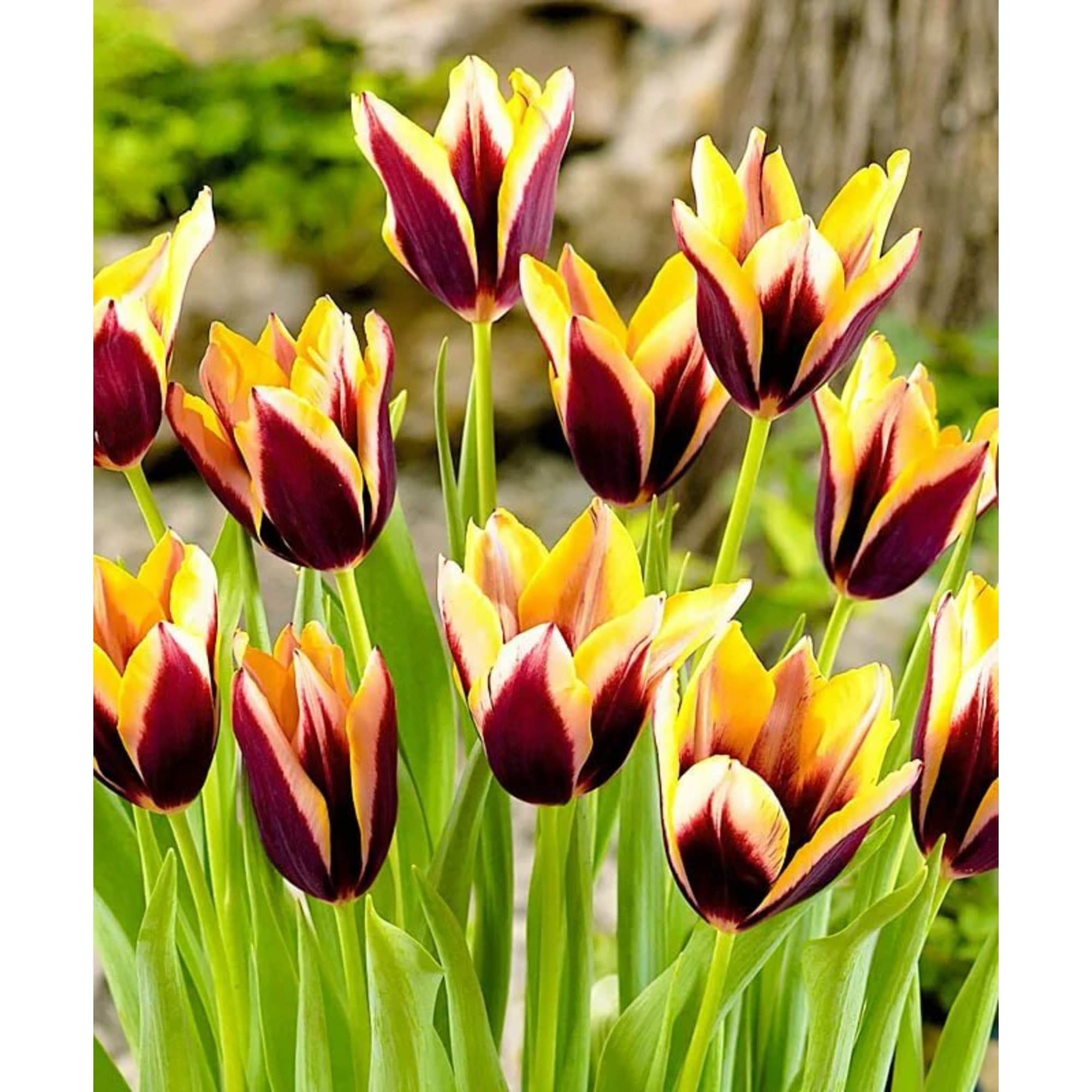 89078324 Тюльпан Триумф Гавота луковица 10/11, 3 шт Santreyd 