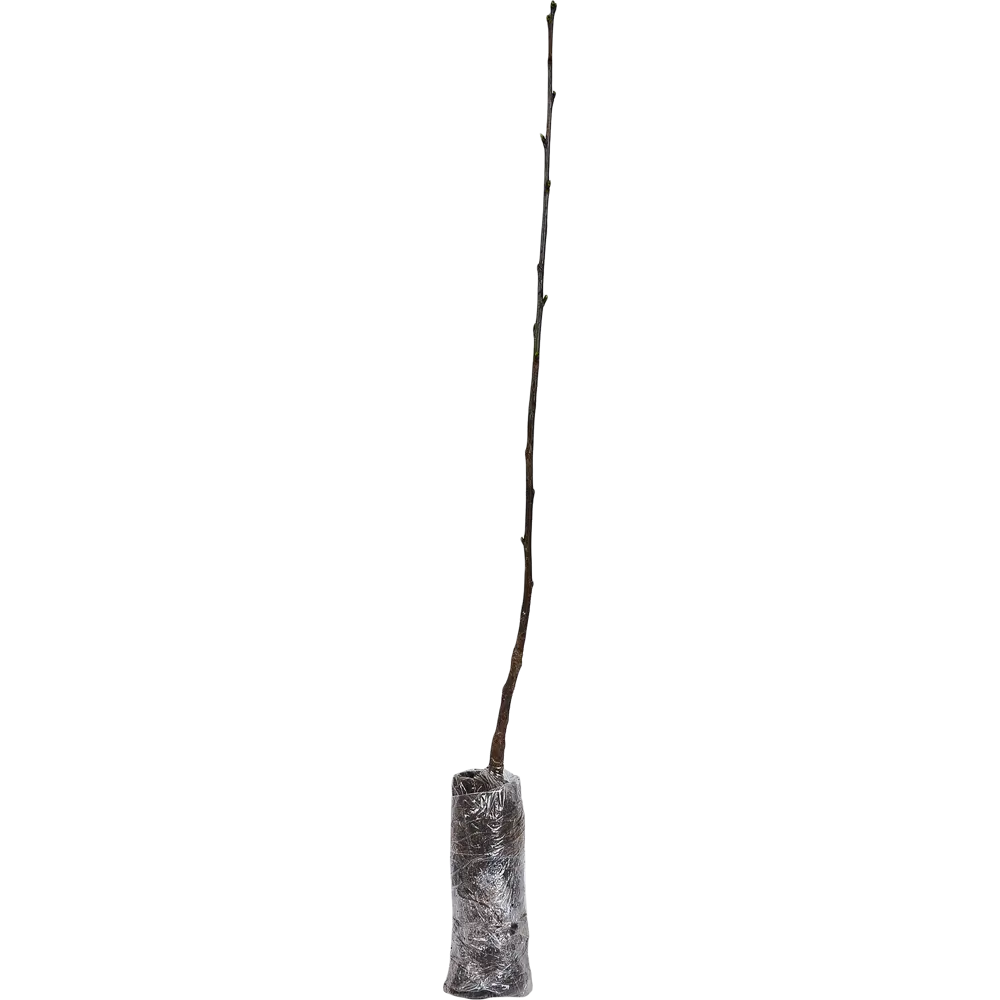 Вишня Харитоновская 9x60 см 83539265 STLM-2103818 Santreyd  - Вид №1