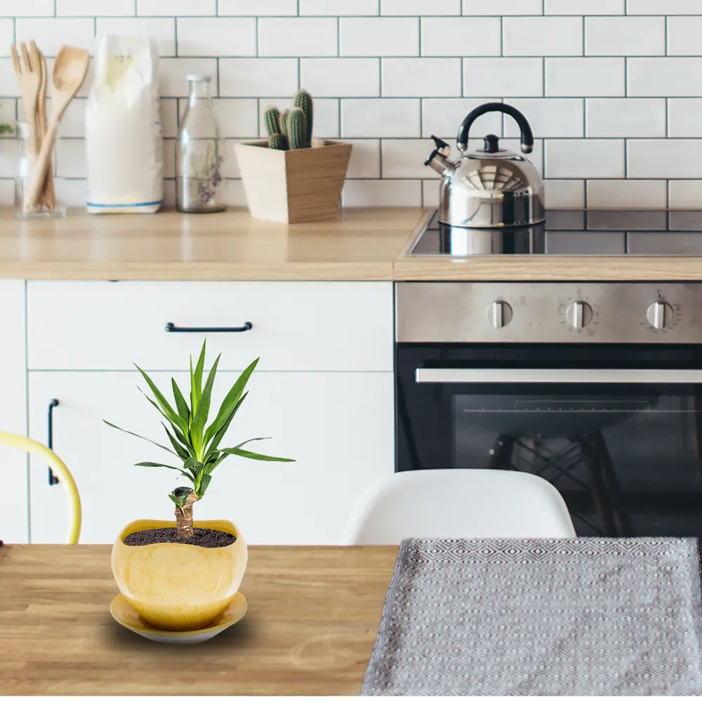 Santreyd Юкка Штамп - вечнозеленая пальма для интерьера 13534319 STLM-0003277 - Вид №1