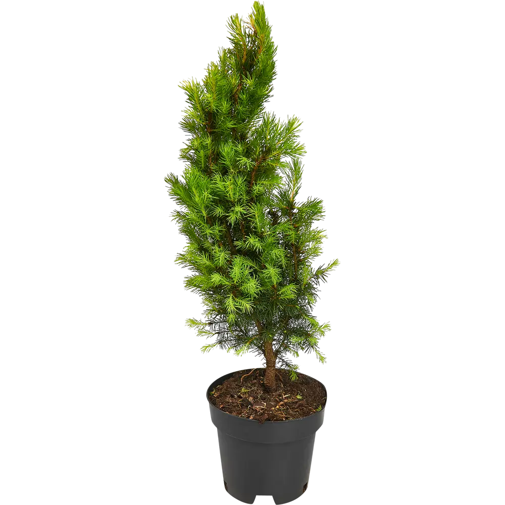 Ель канадская Коника ø15 h55 см 84834186 STLM-2044689 PLANTMARKET  - Вид №2