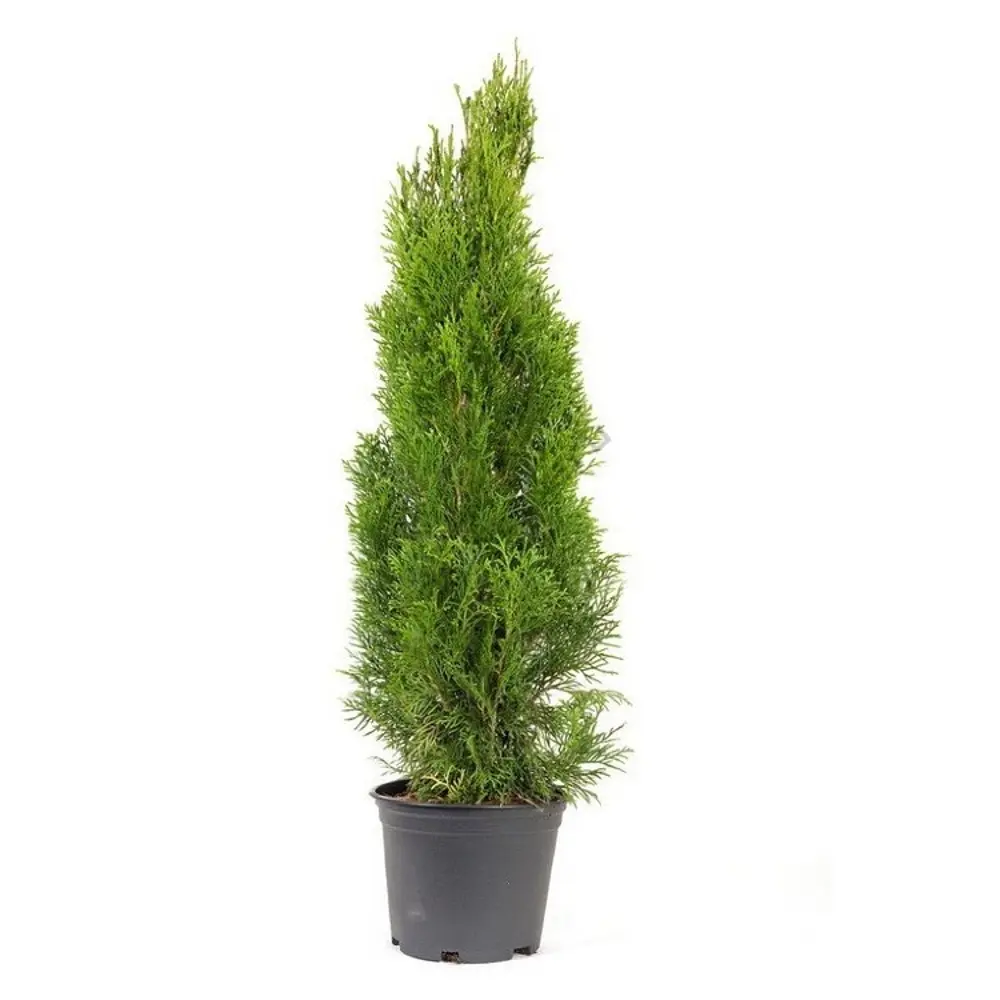 Туя западная Брабант ø40 h100 см 89465483 STLM-2200683 PLANTMARKET  - Вид №1