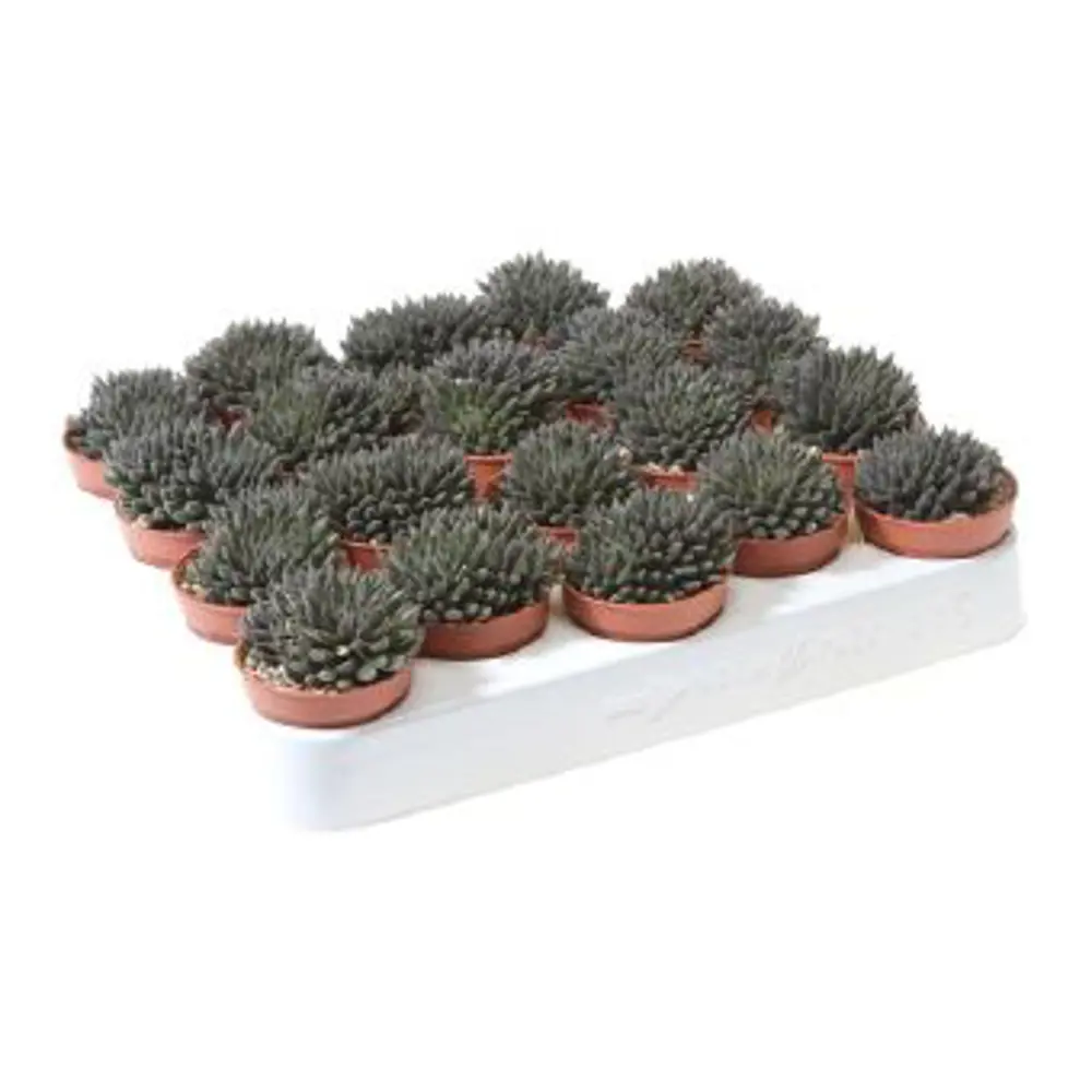 Santreyd Сцинокрассула микс — компактный суккулент для интерьера 85062789 STLM-0058122 - Вид №3