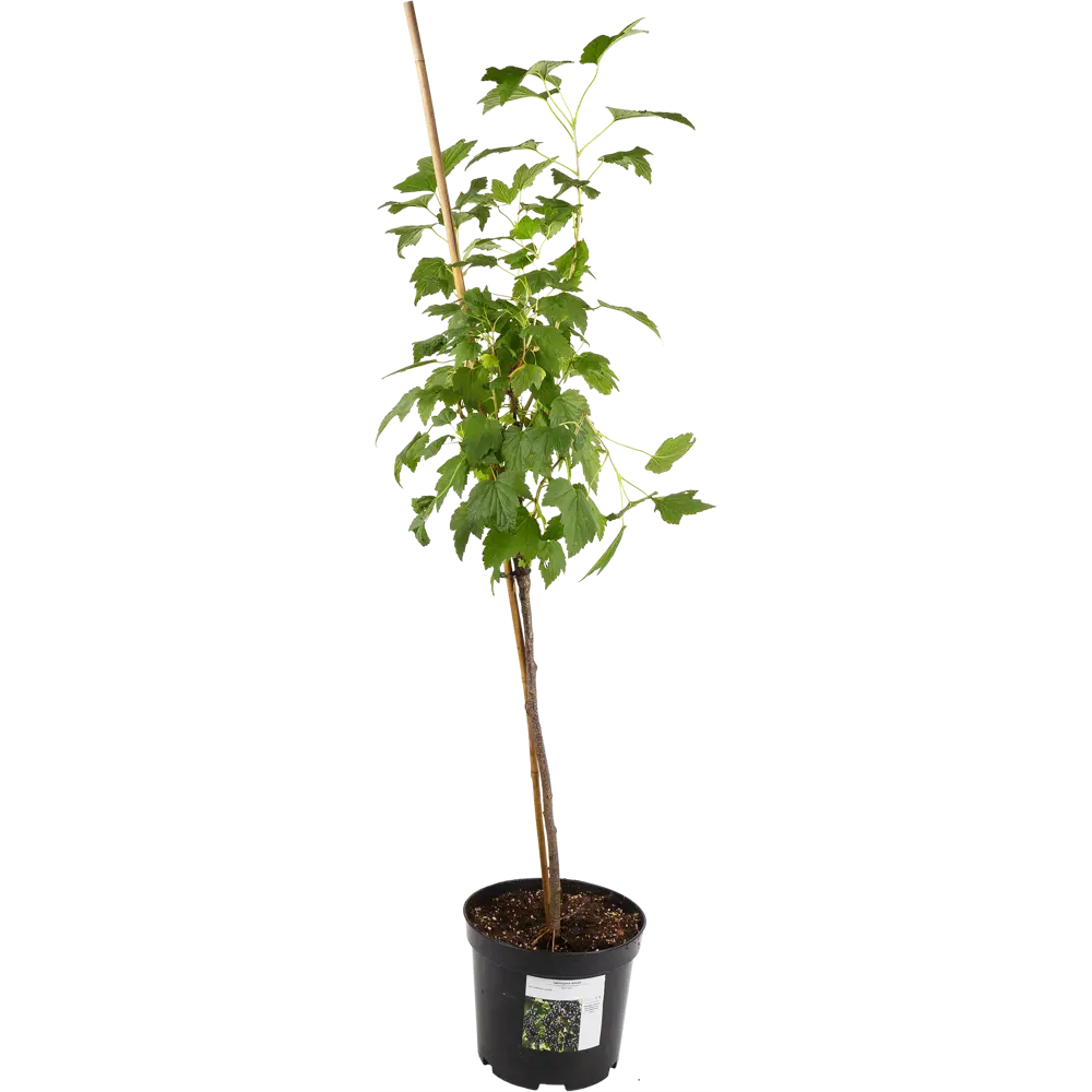 Смородина чёрная Бинар от Santreyd - витаминный кустарник для вашего сада 82585440 STLM-0030743