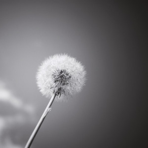 0436/CX38 Картина 0413 Adriani e Rossi