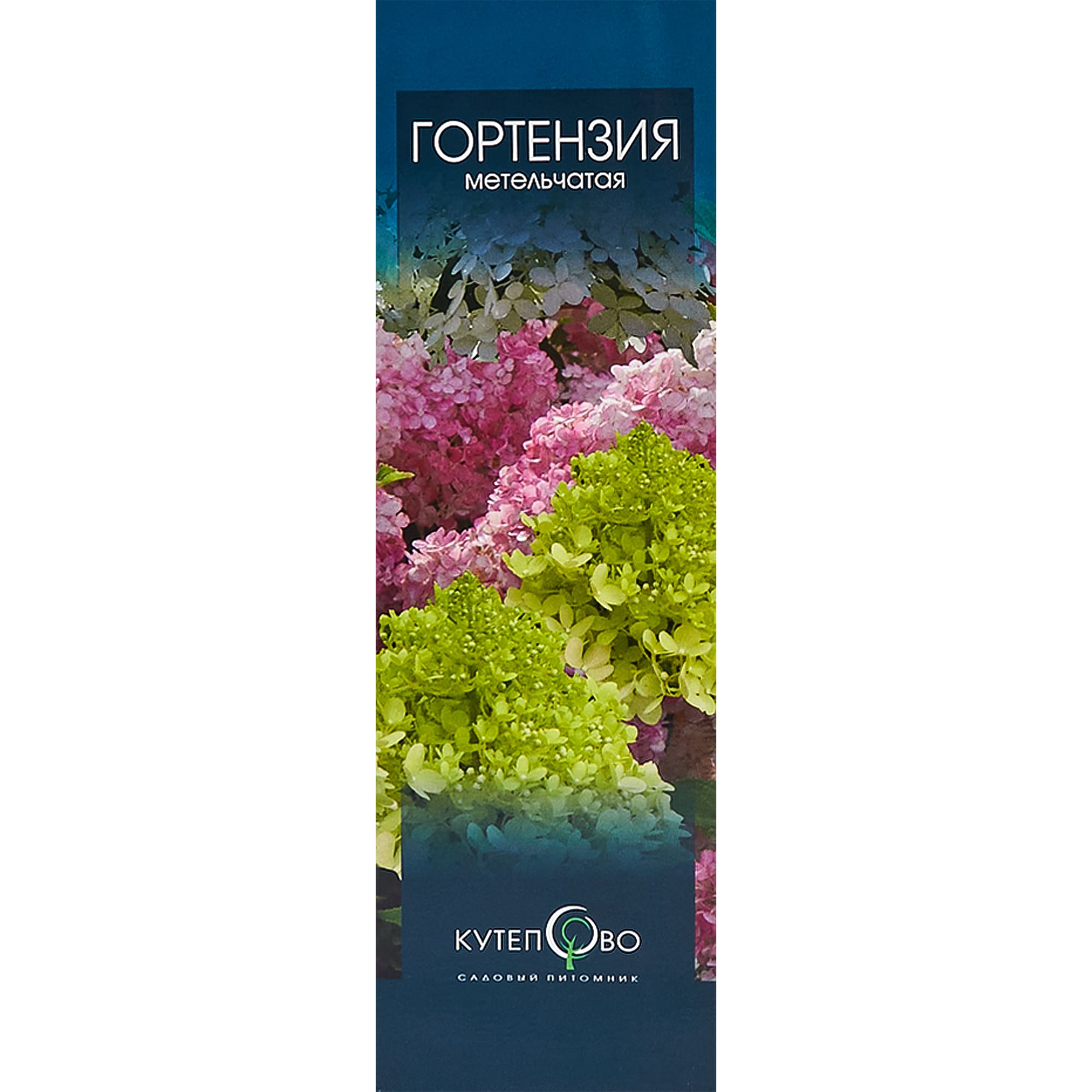 82155614 Гортензия метельчатая «Пинк Леди» в коробке Santreyd 