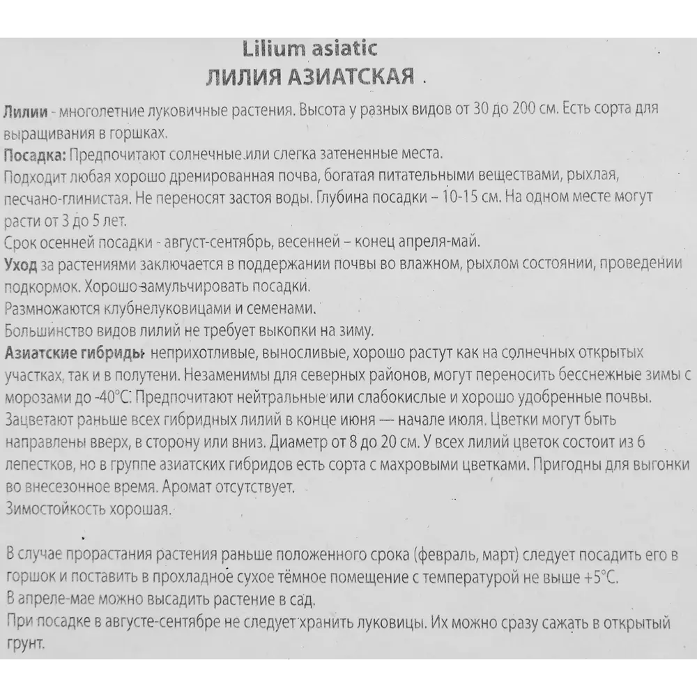 Лилия азиатская Морфо Пинк 85186027 STLM-2071890 ПОИСК  - Вид №2