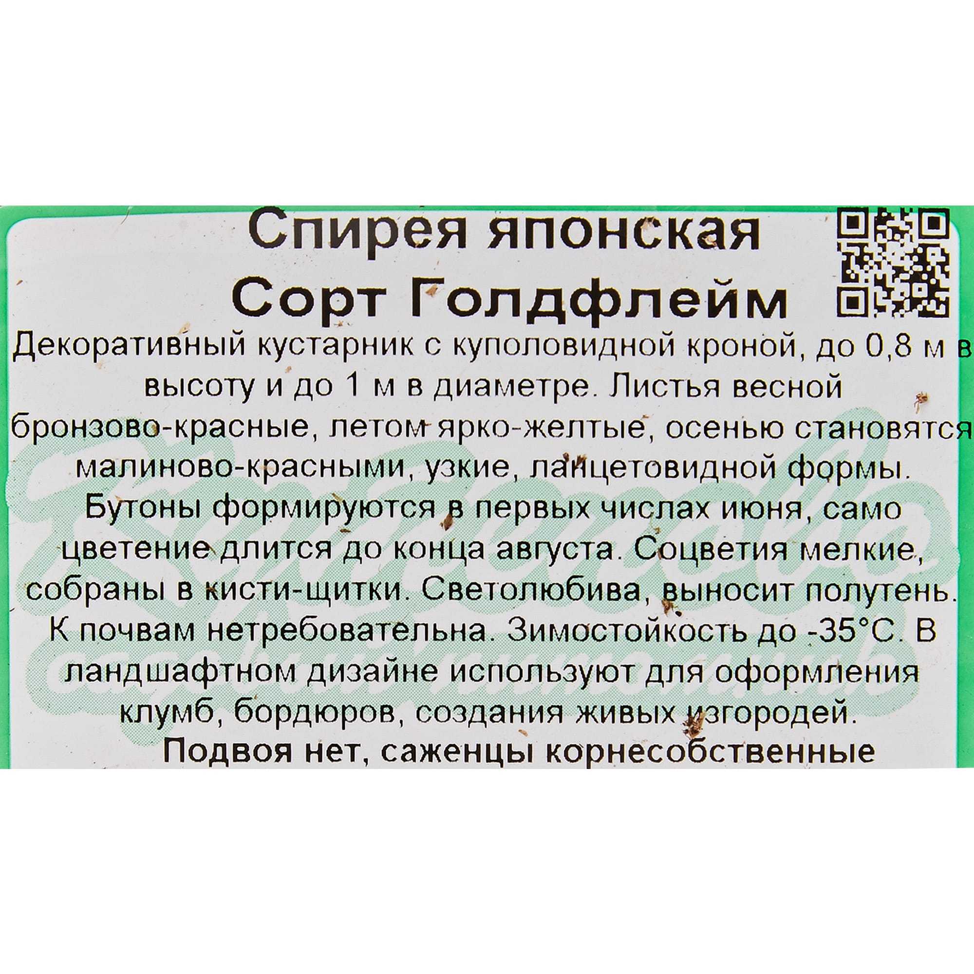 18321187 Спирея «Голдфлэйм С1», 20 см Santreyd  - Вид №1