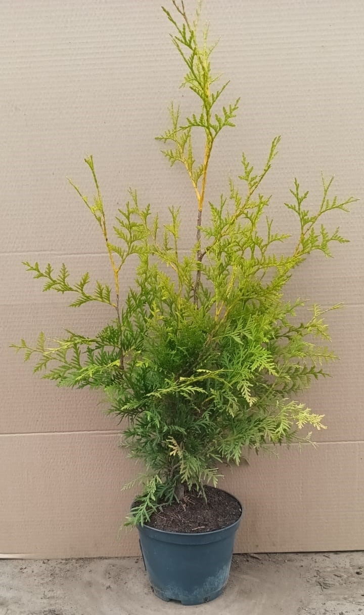 Туя Брабант Santreyd - саженец для живой изгороди 40-60 см 85088207 STLM-0058465 - Вид №3