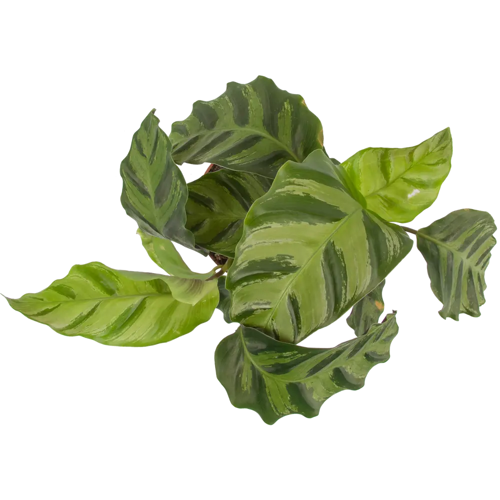 Santreyd Калатея микс - декоративное растение с узорчатыми листьями 82932702 STLM-0038096 - Вид №2