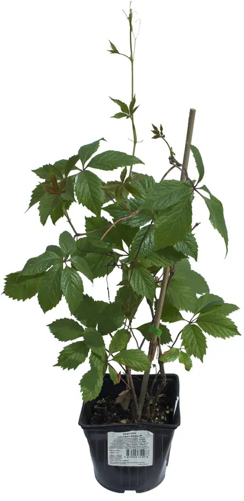 Santreyd Декоративный виноград для живых изгородей и арок 17895656