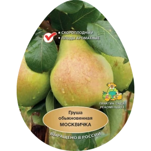 Груша обыкновенная Москвичка h200 см в сетке Поиск Инвест 84399334 STLM-2106647