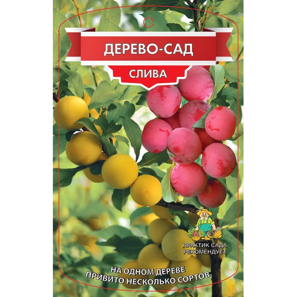 Дерево-сад Слива двухлетняя 3 сорта ø20 h200 см 84550000 STLM-2105303 Santreyd 