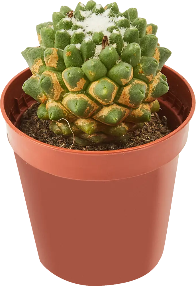 Santreyd Кактус микс - коллекция суккулентов для интерьера 85325012