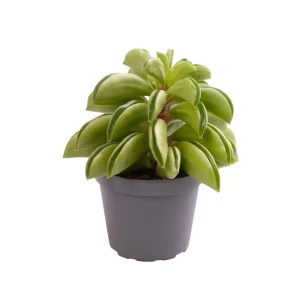 Santreyd Пеперомия Файр Спаркс - редкий сорт с контрастными листьями 87819655