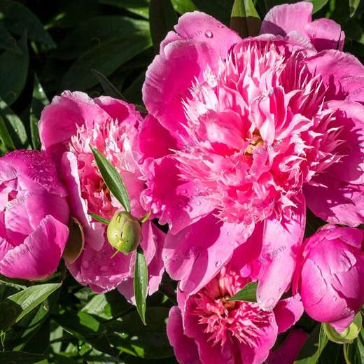 WP00259 Фотообои Verol Фотообои decoline 1х1 м