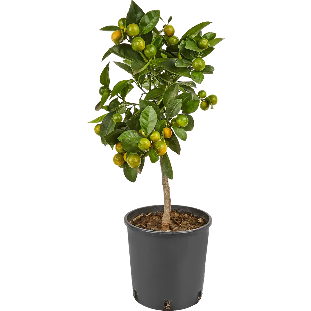 Santreyd Цитрус микс - вечнозеленое украшение интерьера 82578902 STLM-0030470