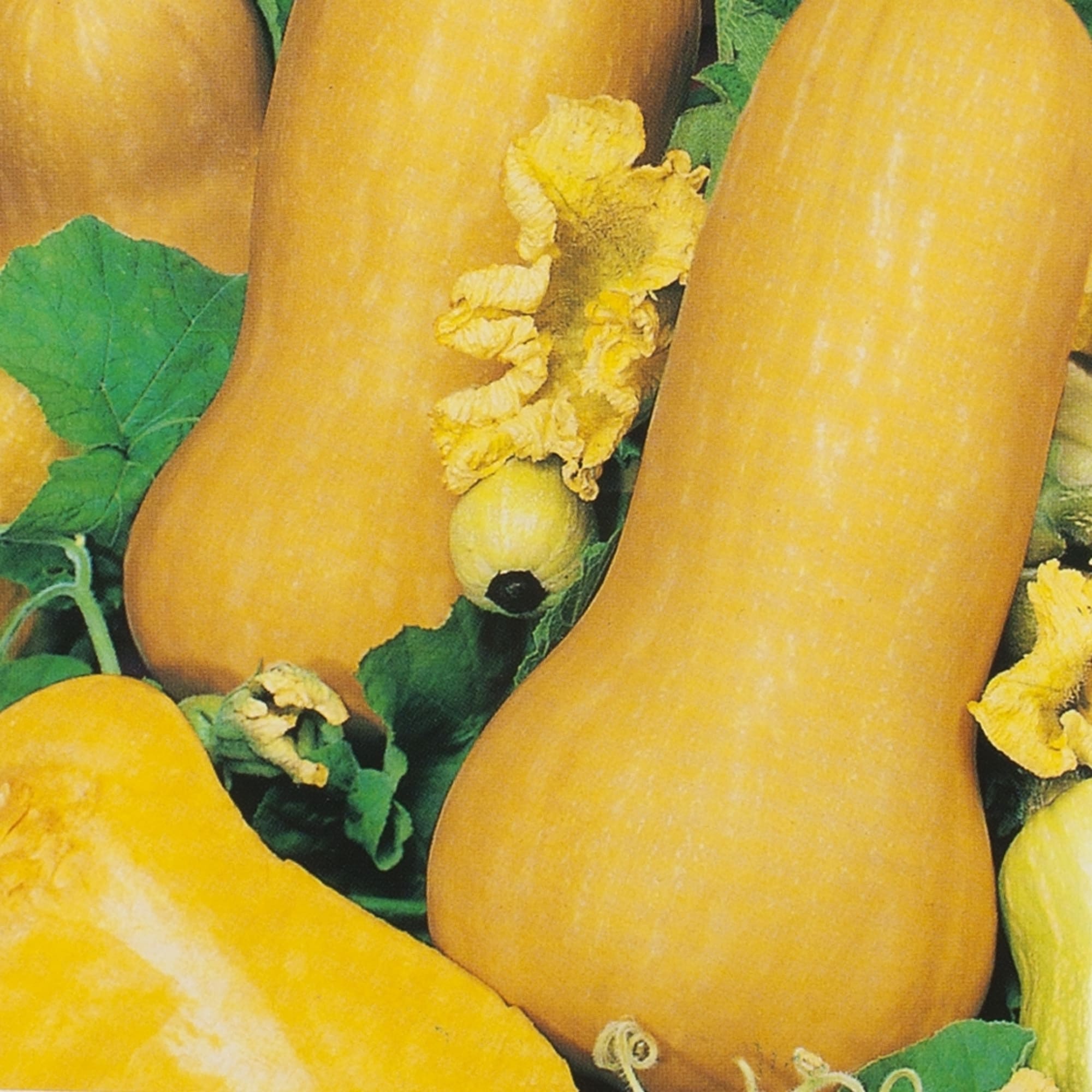 13903364 Семена Тыква мускатная «Жемчужина» Santreyd  - Вид №2