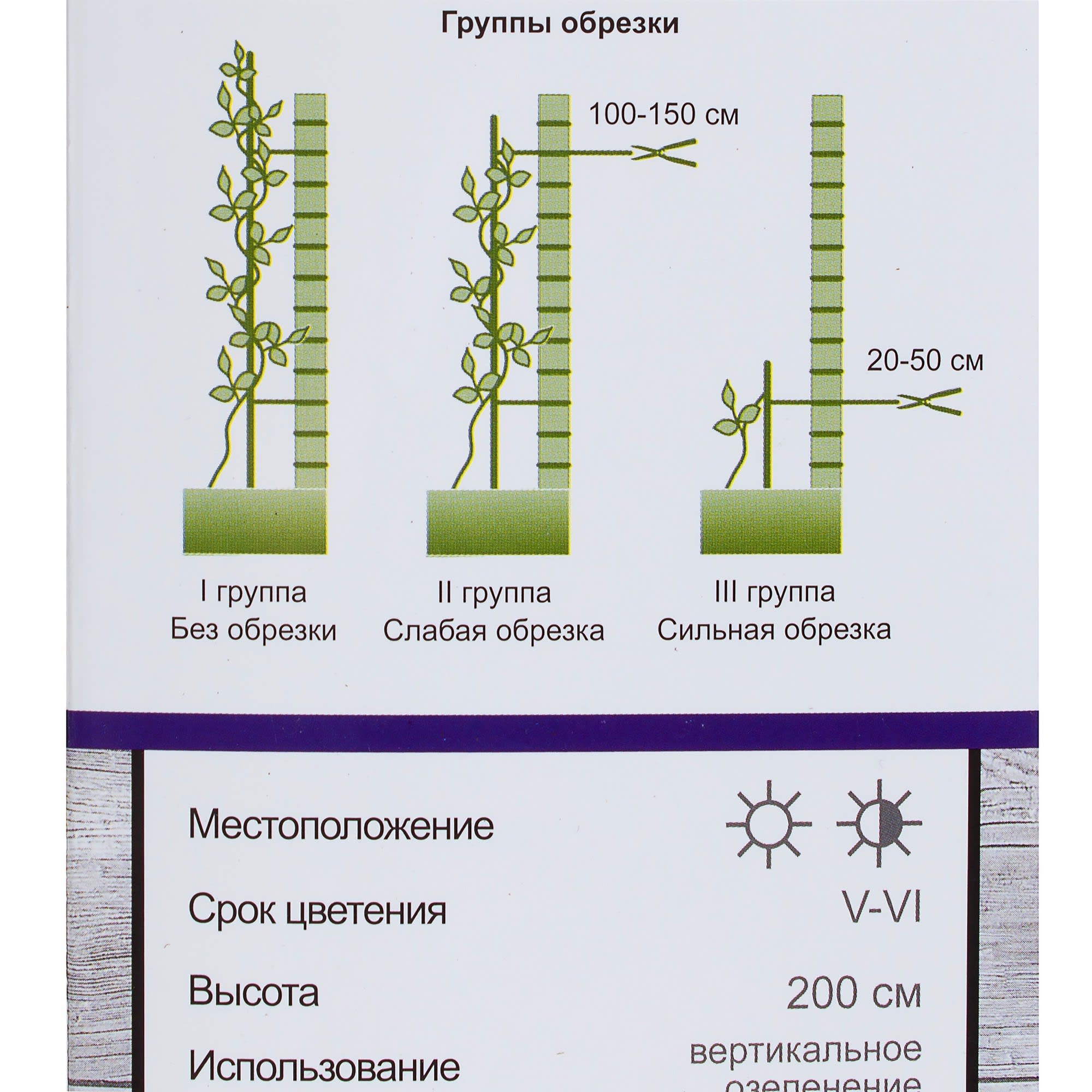 81951274 Клематис «Хоши но Фламенко» Santreyd  - Вид №2