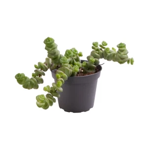 Santreyd Крассула Хоттеентот — комнатное растение с эффектом бонсай 87819711