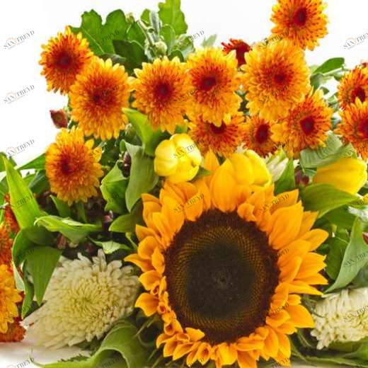 WP02388 Фотообои Verol Фотообои decoline 1х1 м