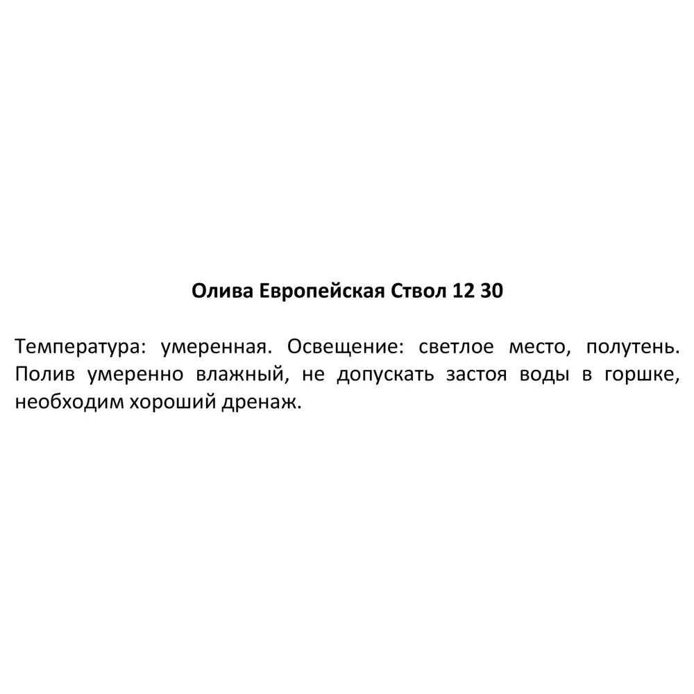 Santreyd Олива европейская — средиземномисский акцент в интерьере 83985980 STLM-0045810 - Вид №2