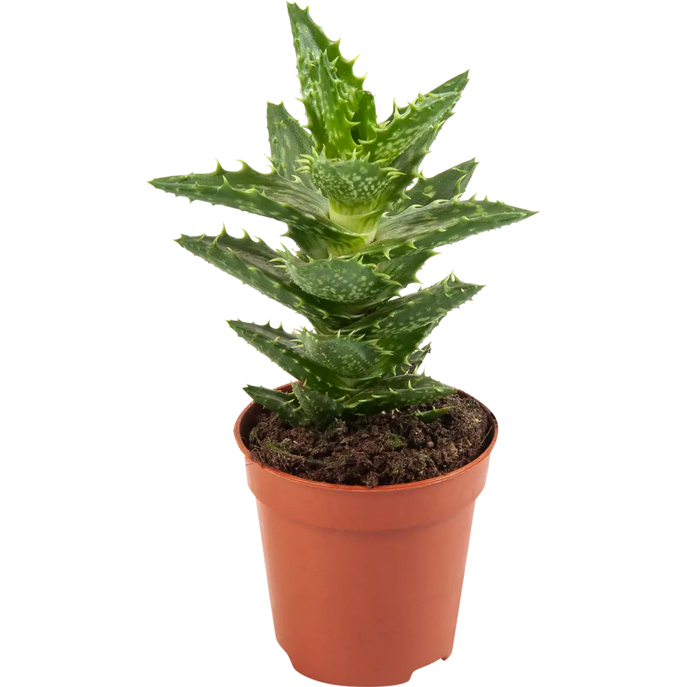 Santreyd Алоэ — комнатное растение с целебными свойствами 82579802 STLM-0030530