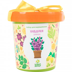 82492010 Буддлея Давида в горшке