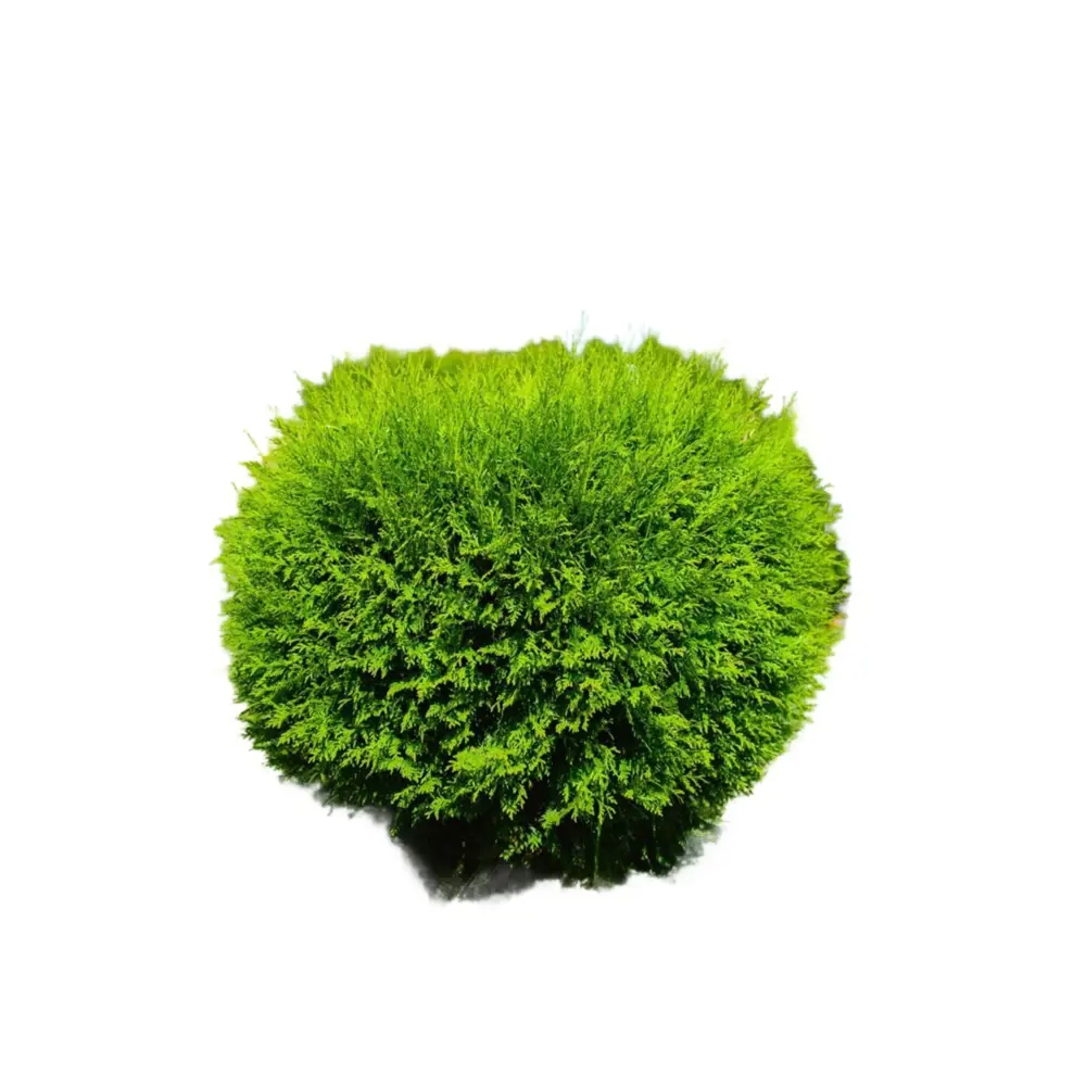 Туя западная Вудварди - шаровидный хвойник для сада 89386831 Santreyd STLM-1579775