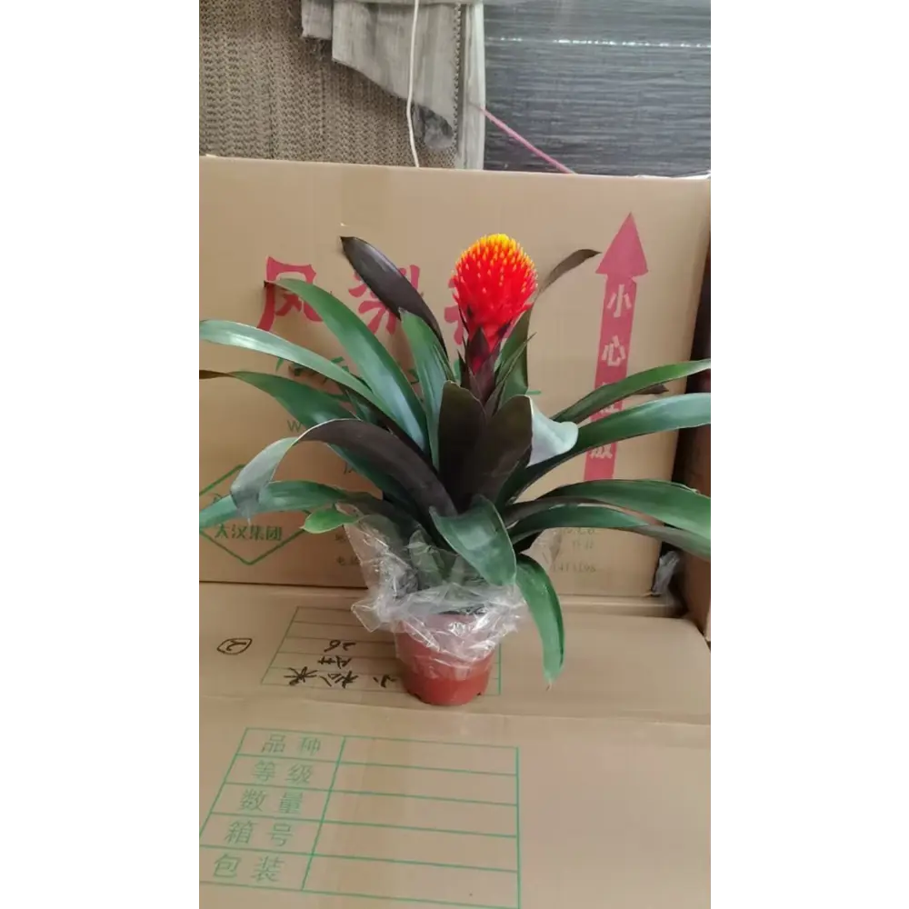 Гузмания шишковидная микс ø13 h60 см Santreyd STLM-2060965