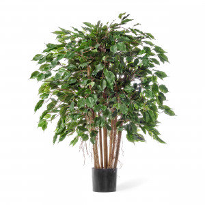 2000983190017 Фикус Бенджамина карликовый 100 см COSMO RED