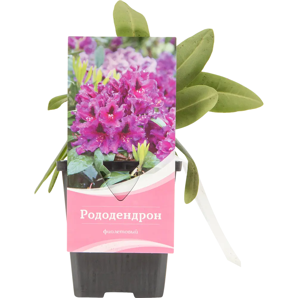 Рододендрон Пурпуреум «Грандифлорум» 9x20 см 82601863 STLM-2200739 Santreyd 