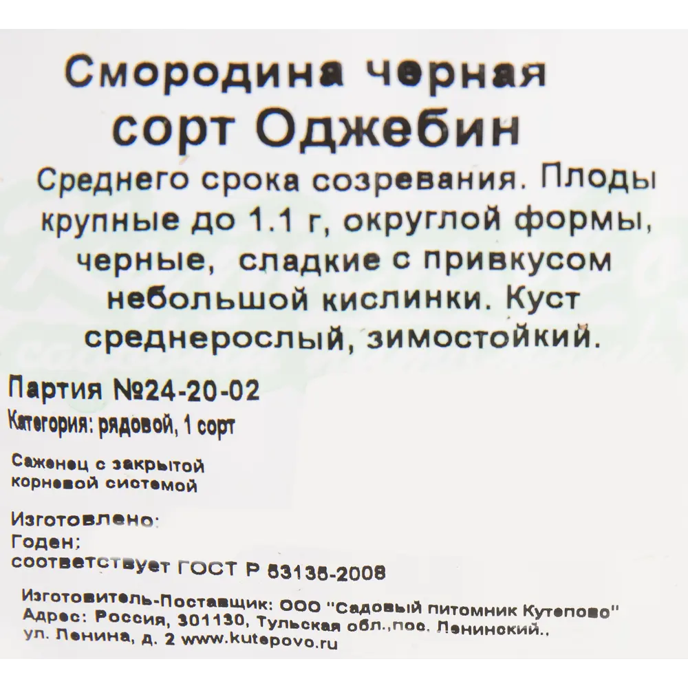 Смородина чёрная «Оджебин» C2 высота 40 см 82597125 STLM-2031462 Santreyd  - Вид №1
