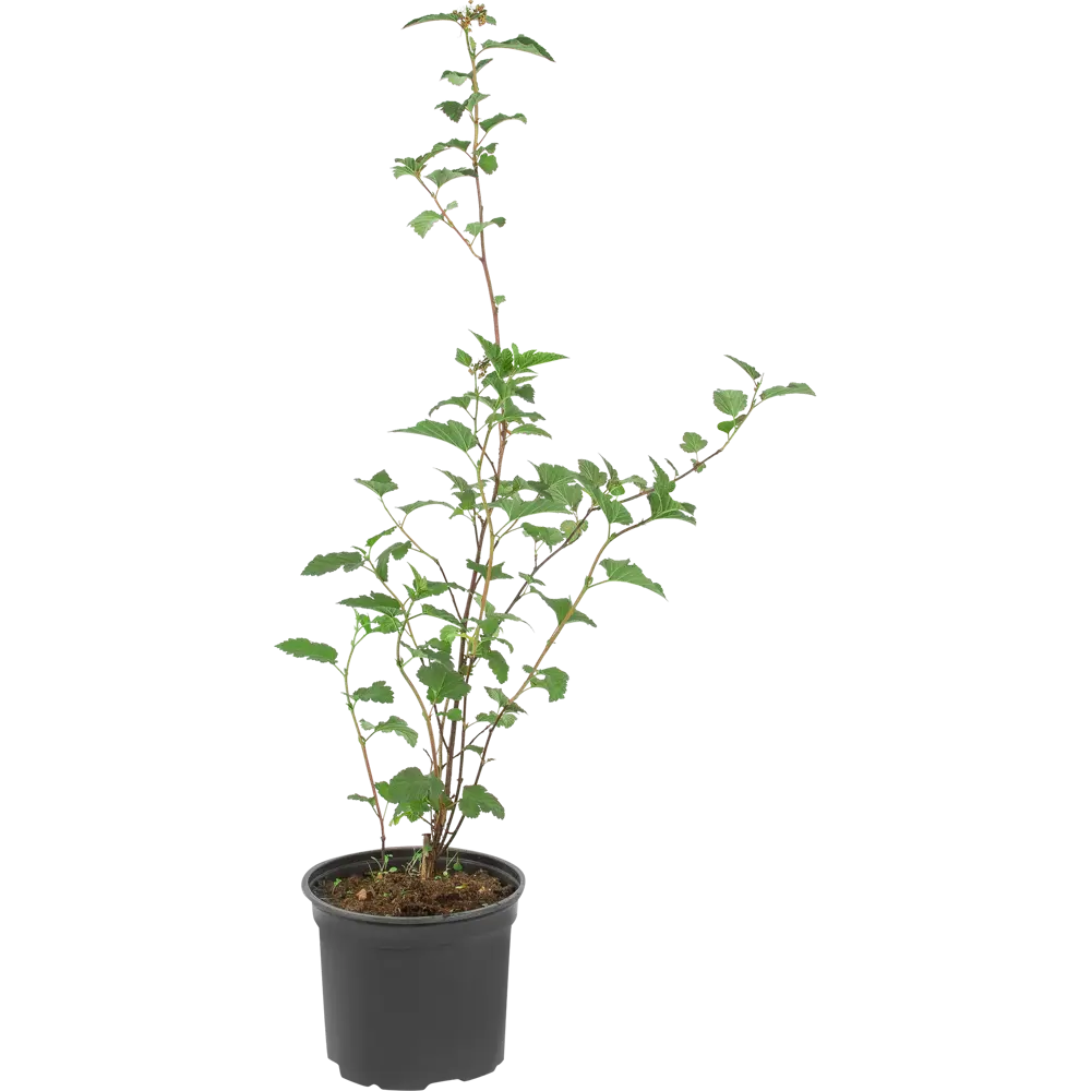 Пузыреплодник Диаболо Santreyd - пурпурный кустарник для живой изгороди 16572564 STLM-0006938