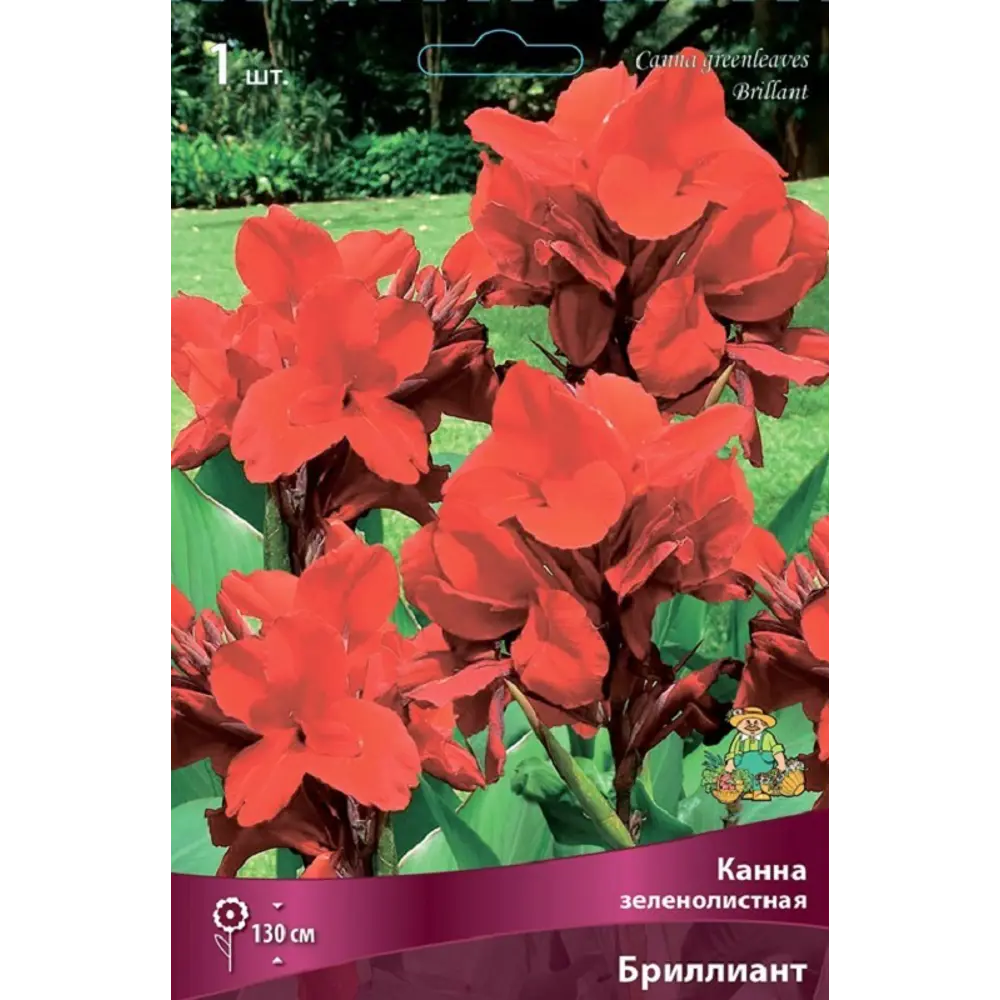 Канна зеленолистная Бриллиант ПОИСК STLM-2017362 - Вид №1