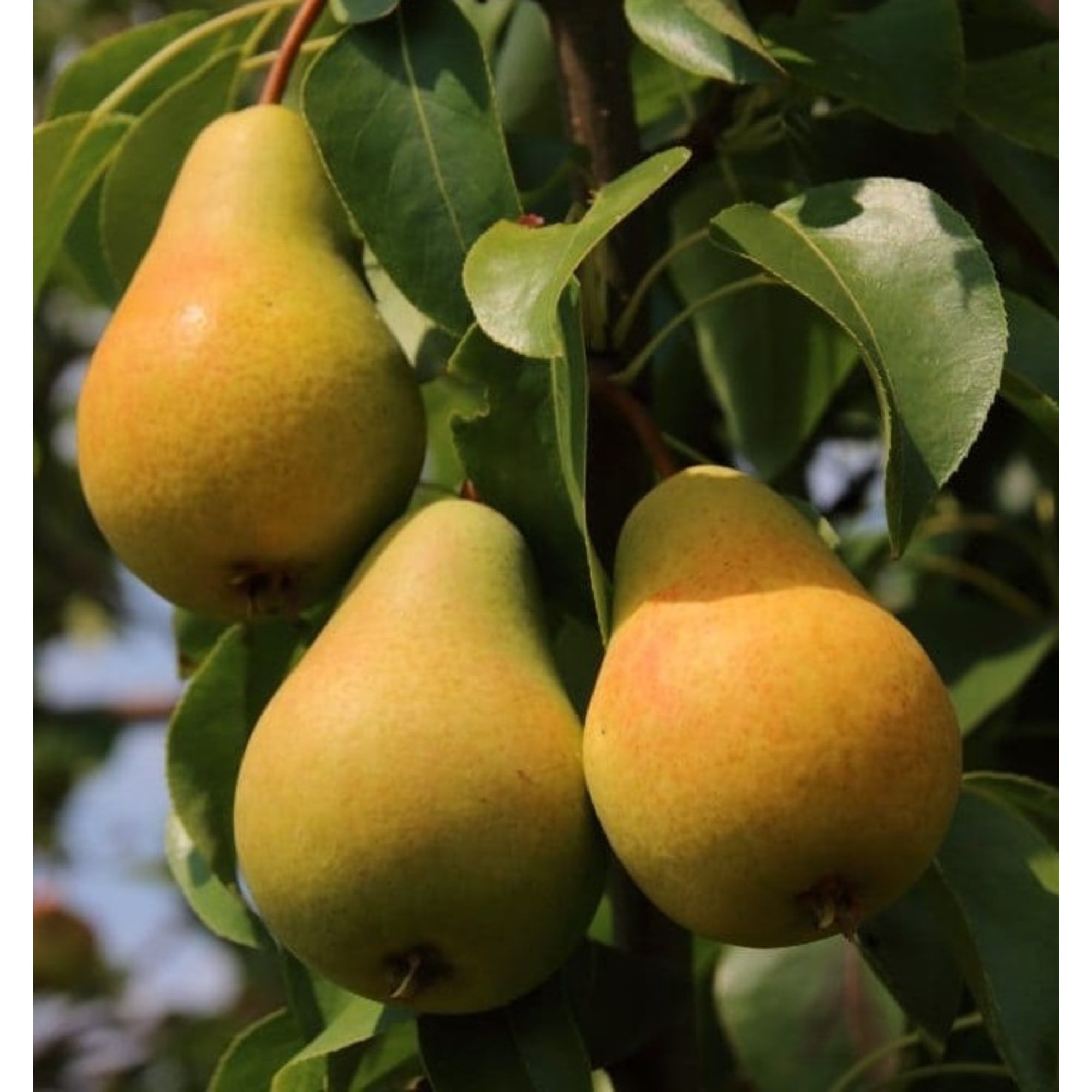 85607968 Груша Москвичка ø20 h140 см Santreyd 