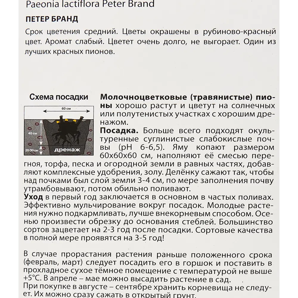 Пион молочноцветковый травянистый Петер Бранд 85205662 STLM-2210796 ПОИСК  - Вид №2