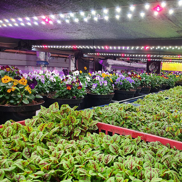 3326 2.7.с Комфорт 5000K - Рассада, Зелень, Микрозелень. Длина 90 см LAB.Space  - Вид №4