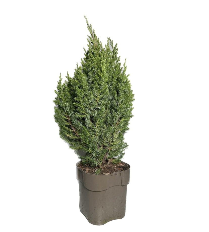 Можжевельник китайский Стрикта Santreyd - изящный хвойный акцент для сада 87548651 STLM-0074454