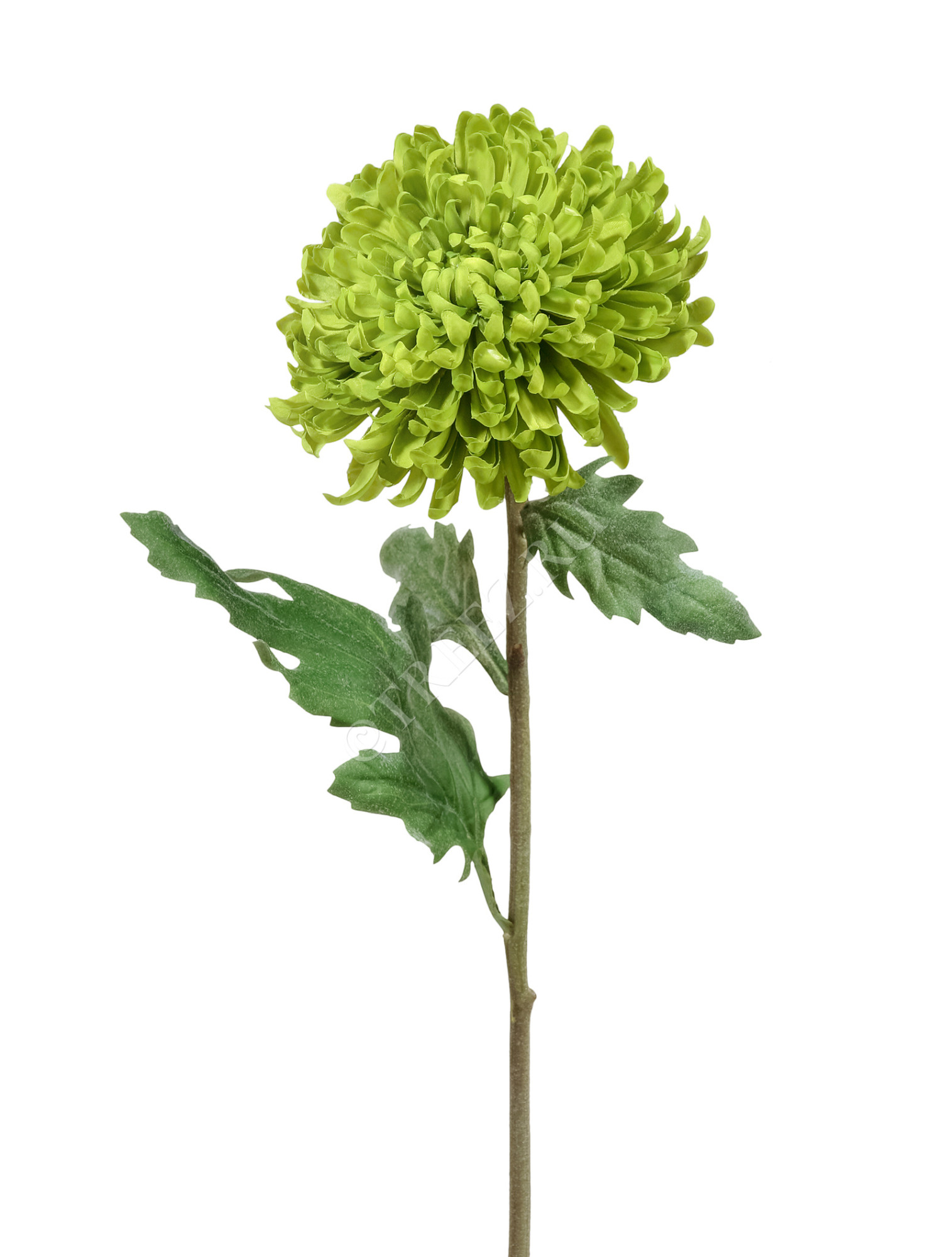 30.0611095GR Хризантема Шамрок зелёная Цветочная коллекция 