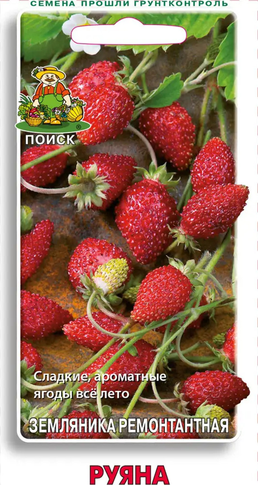 Земляника ремонтантная «Руяна» от ПОИСК — непрерывное плодоношение весь сезон 82102471