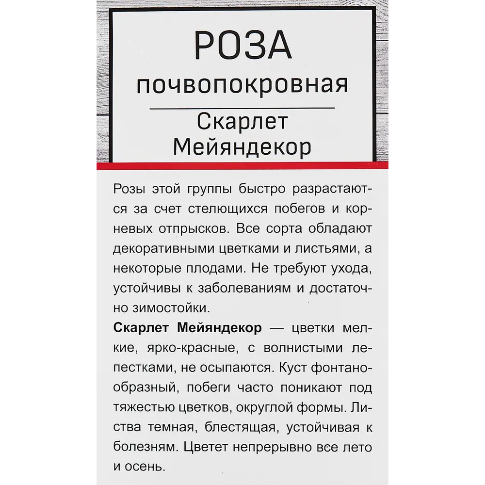 Роза почкопоровная Скарлет Мейяндекор 82527390 STLM-2170106 Santreyd  - Вид №1