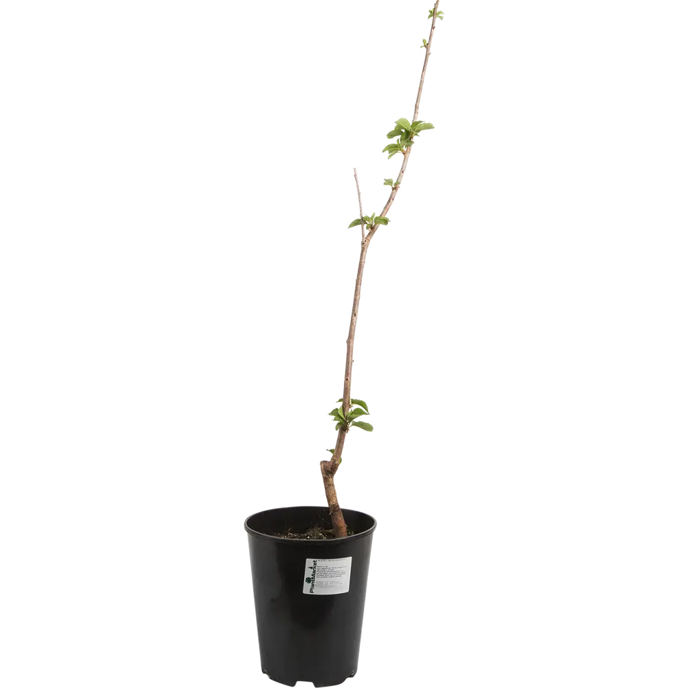 Дюк «Кормилица» 24x80 см PLANTMARKET STLM-2102216