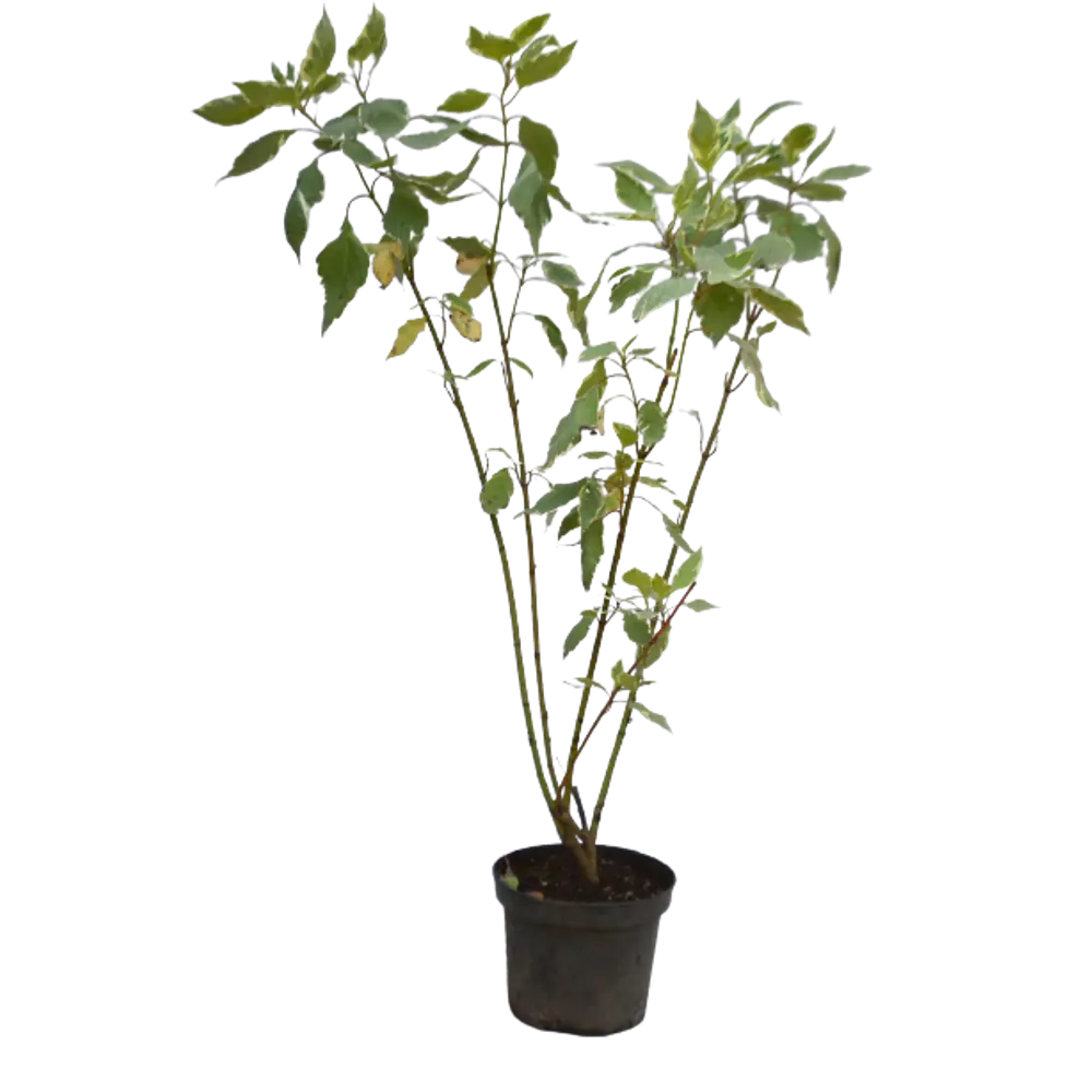 Дёрен белый Аргентеомаргината ø9 h15 см 84828826 STLM-2082459 PLANTMARKET 