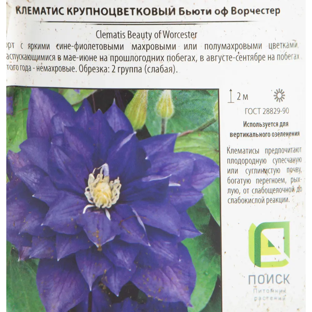 Клематис «Бьюти Оф Ворчестер», контейнер 2 л 81968635 STLM-2189179 Santreyd  - Вид №1